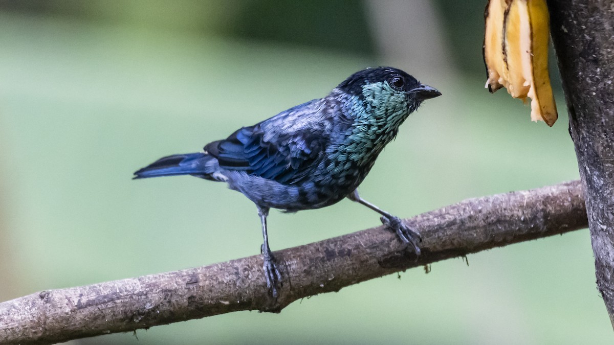 Black-capped Tanager - ML642685322