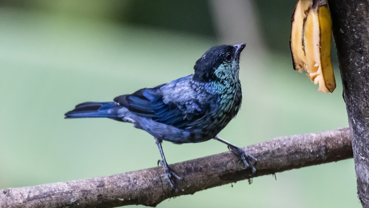 Black-capped Tanager - ML642685324