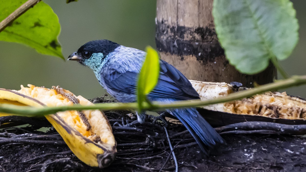 Black-capped Tanager - ML642685325