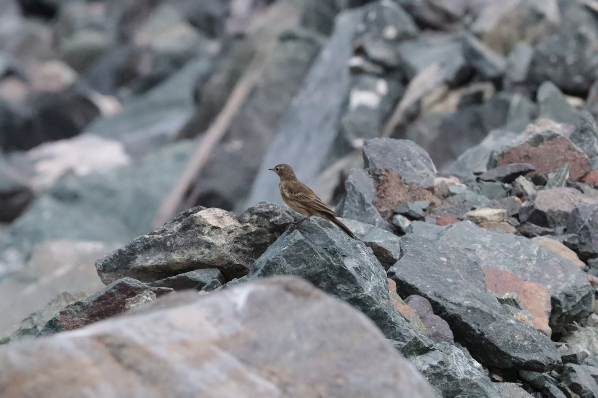 American Pipit - ML642685326