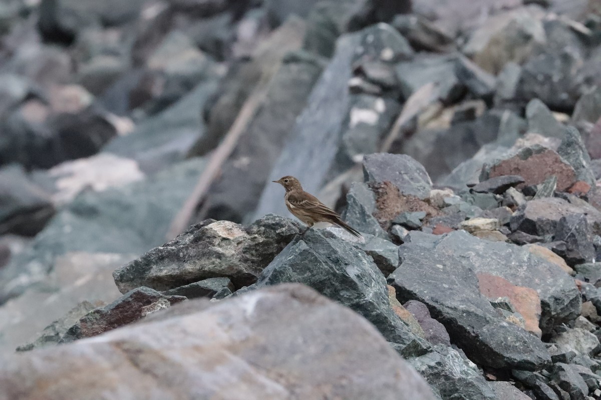 American Pipit - ML642685328