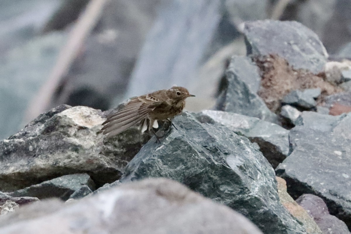 American Pipit - ML642685329
