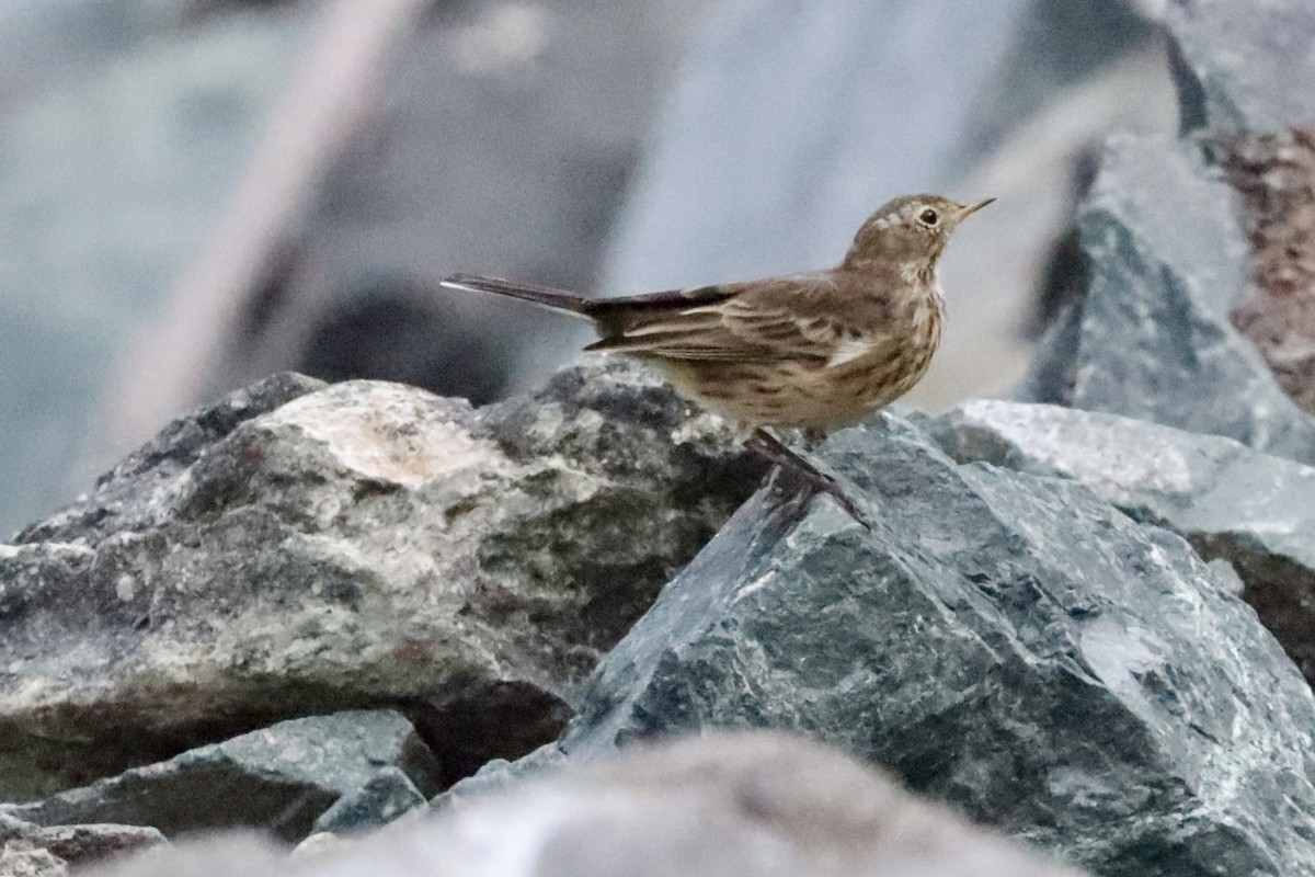 American Pipit - ML642685330