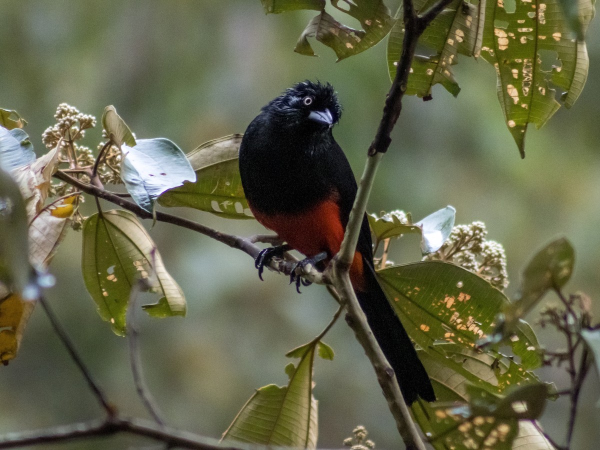 Red-bellied Grackle - ML642685333