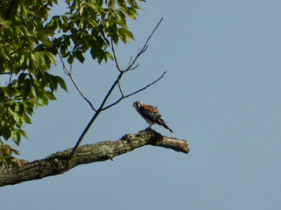 American Kestrel - ML642685340