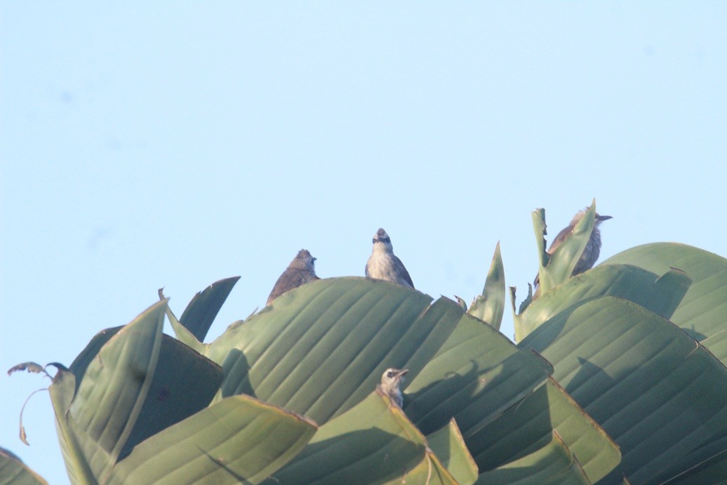 Yellow-vented Bulbul - ML642685343