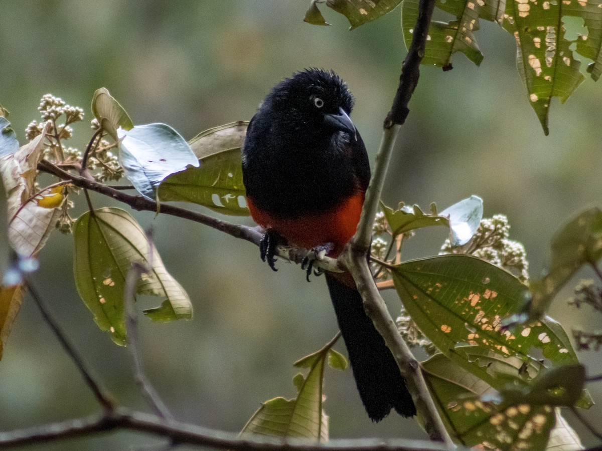 Red-bellied Grackle - ML642685357