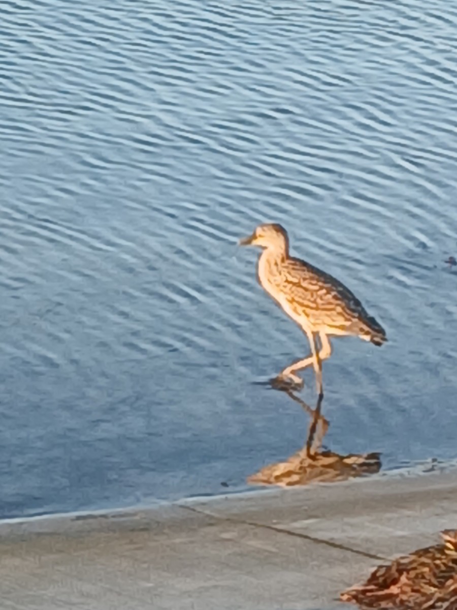 Yellow-crowned Night Heron - ML642685360