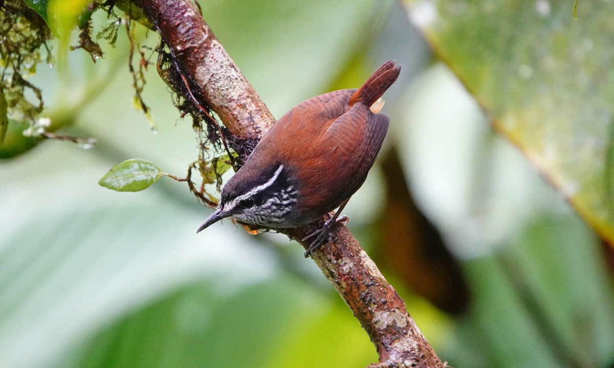 střízlík šedoprsý - ML642685365