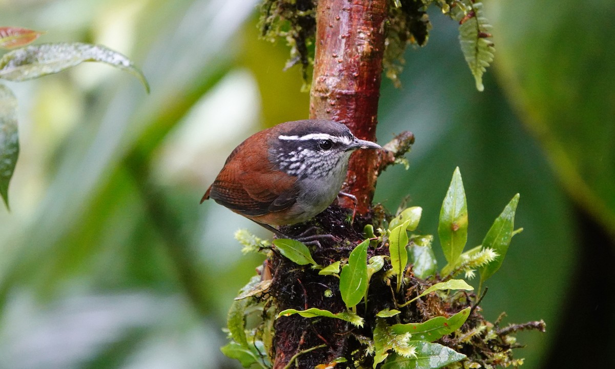 střízlík šedoprsý - ML642685366