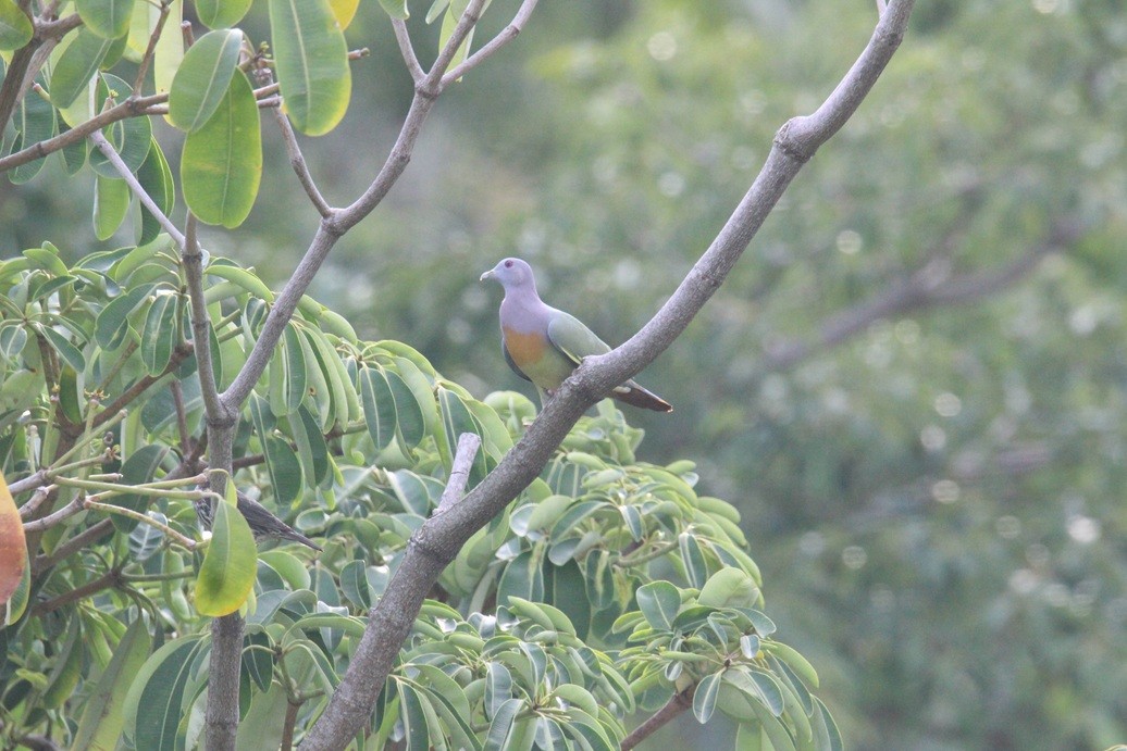 Pink-necked Green-Pigeon - ML642685372