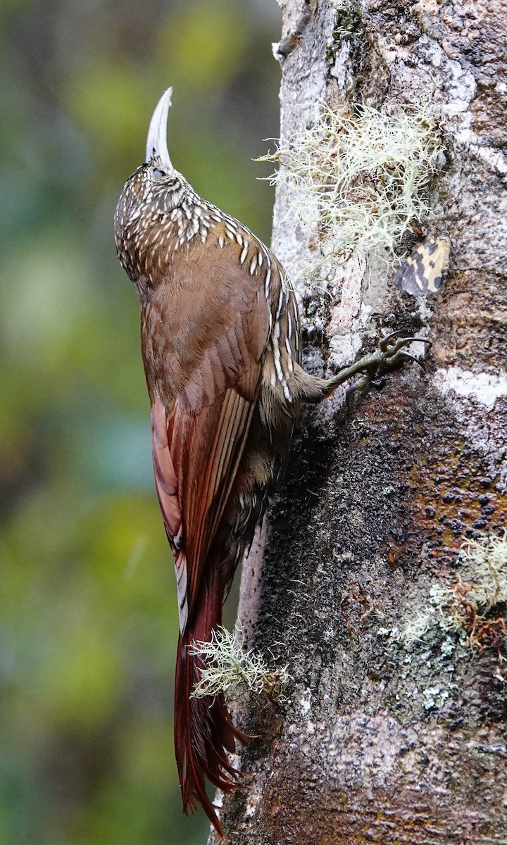 Montane Woodcreeper - ML642685391