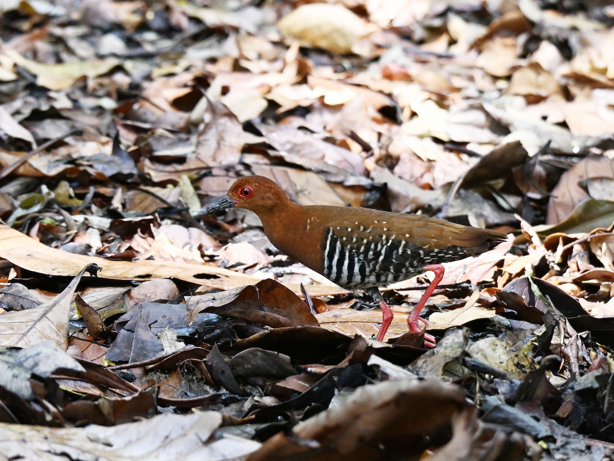 Red-legged Crake - ML642685438