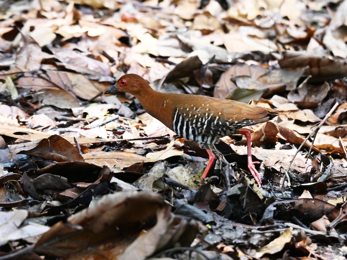 Red-legged Crake - ML642685439