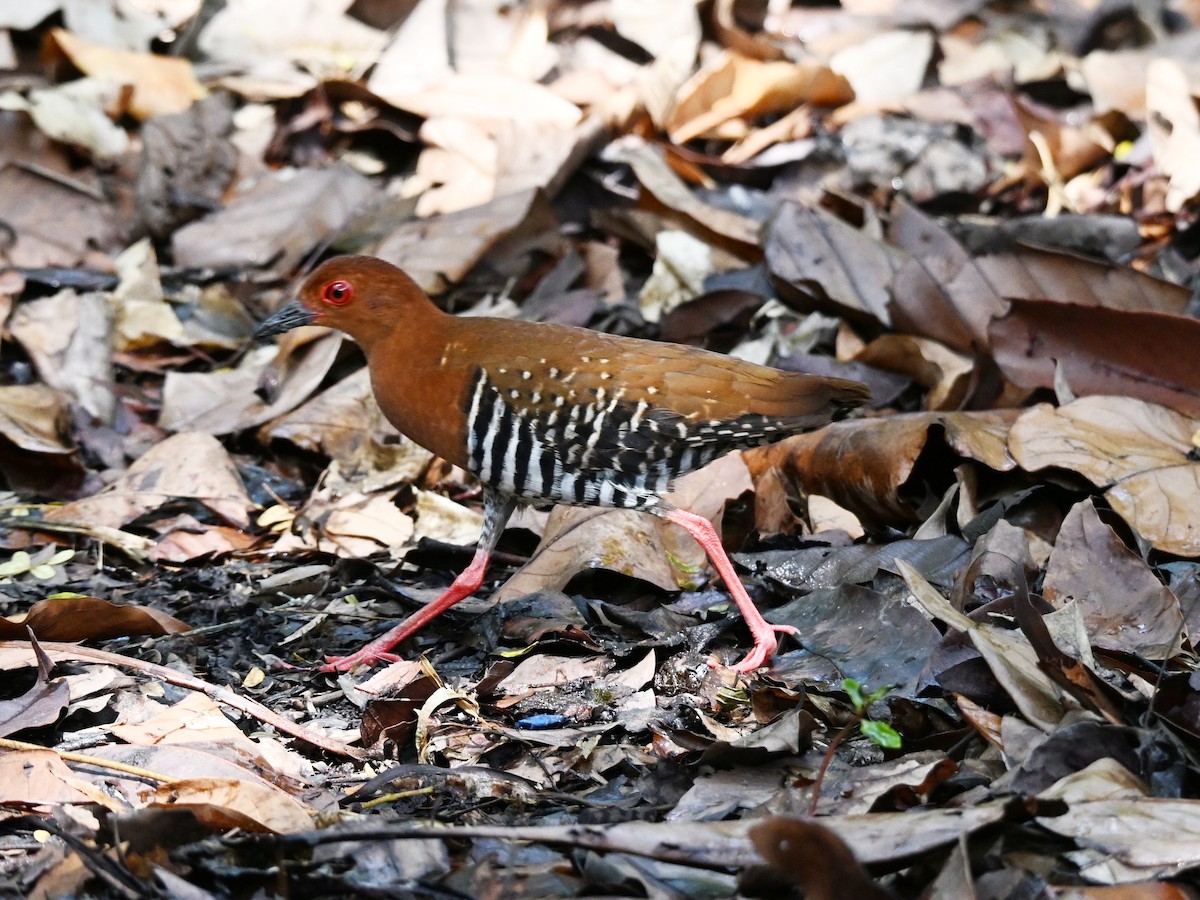 Red-legged Crake - ML642685440