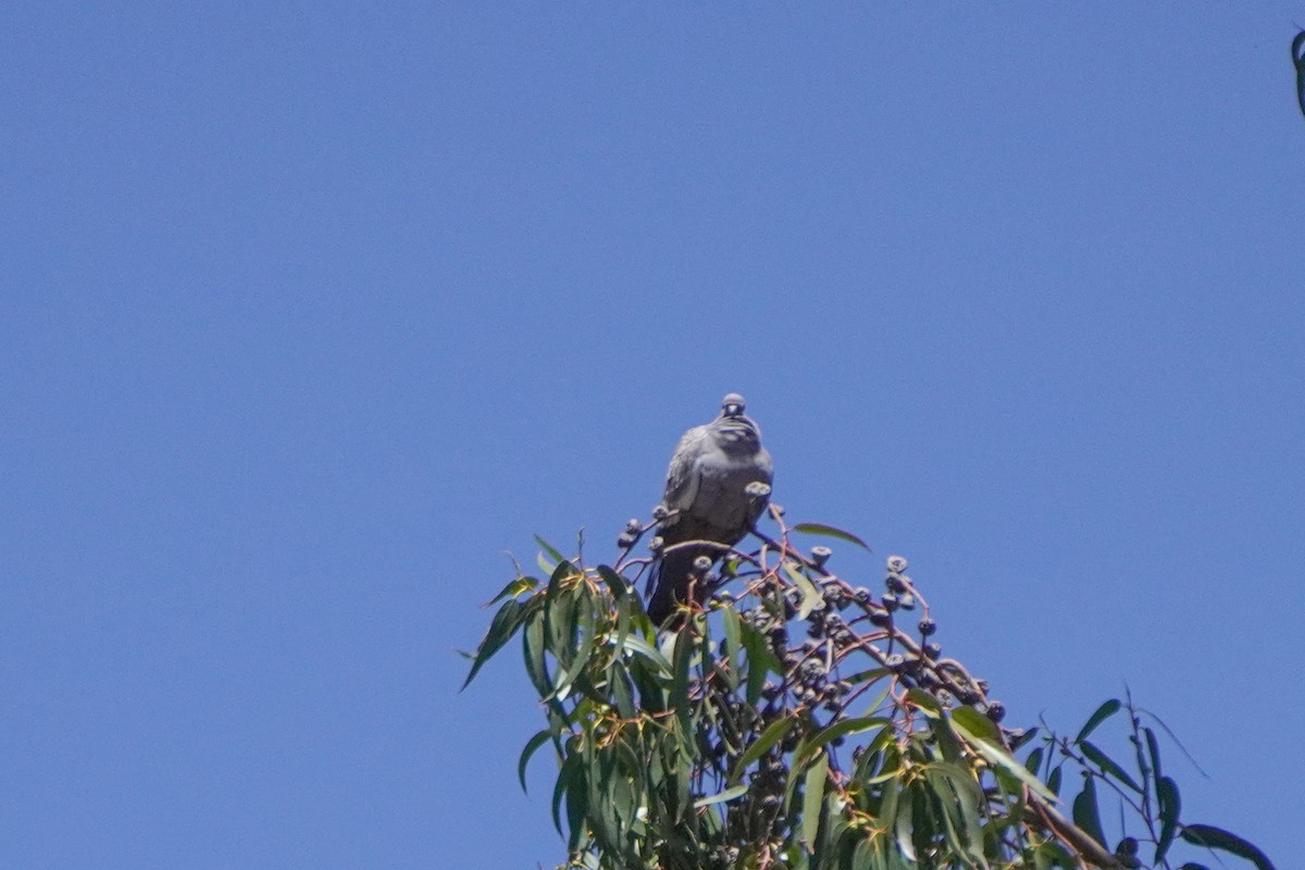 Pigeon tigré - ML642685462