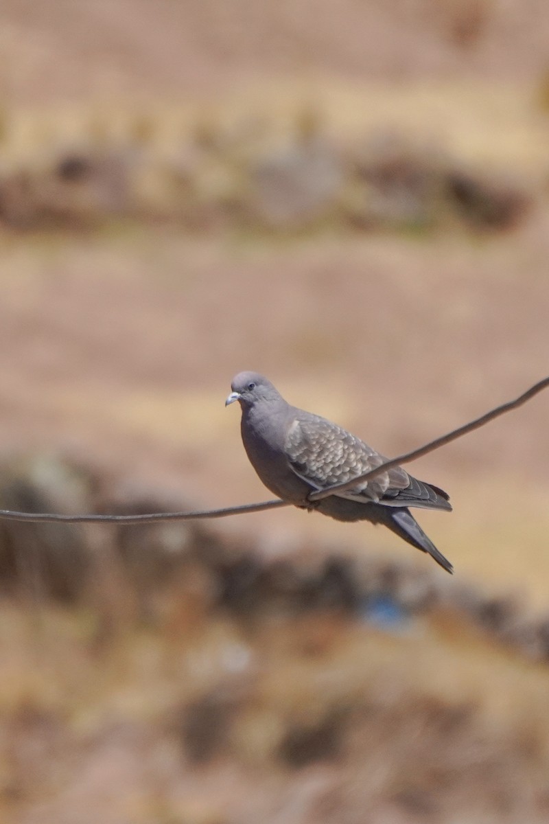 Pigeon tigré - ML642685463