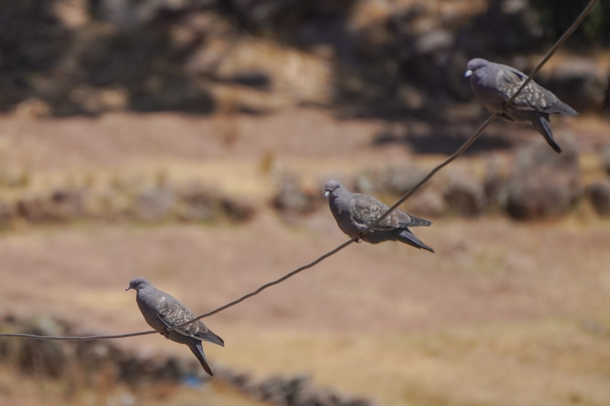 Pigeon tigré - ML642685464