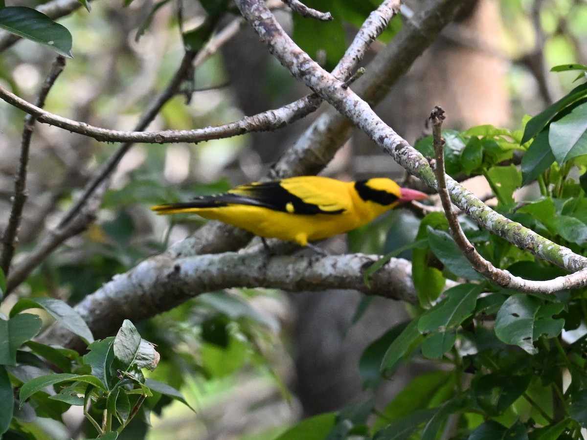Black-naped Oriole - ML642685473