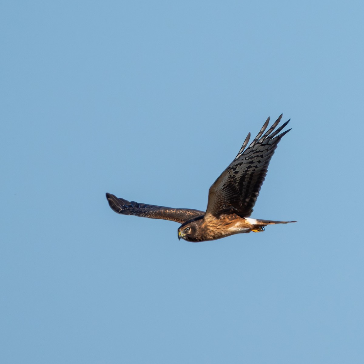 Northern Harrier - ML642685474