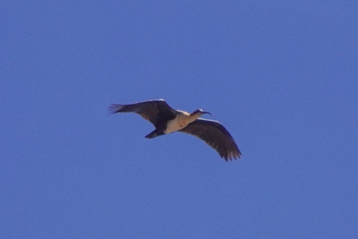 Ibis des Andes - ML642685476