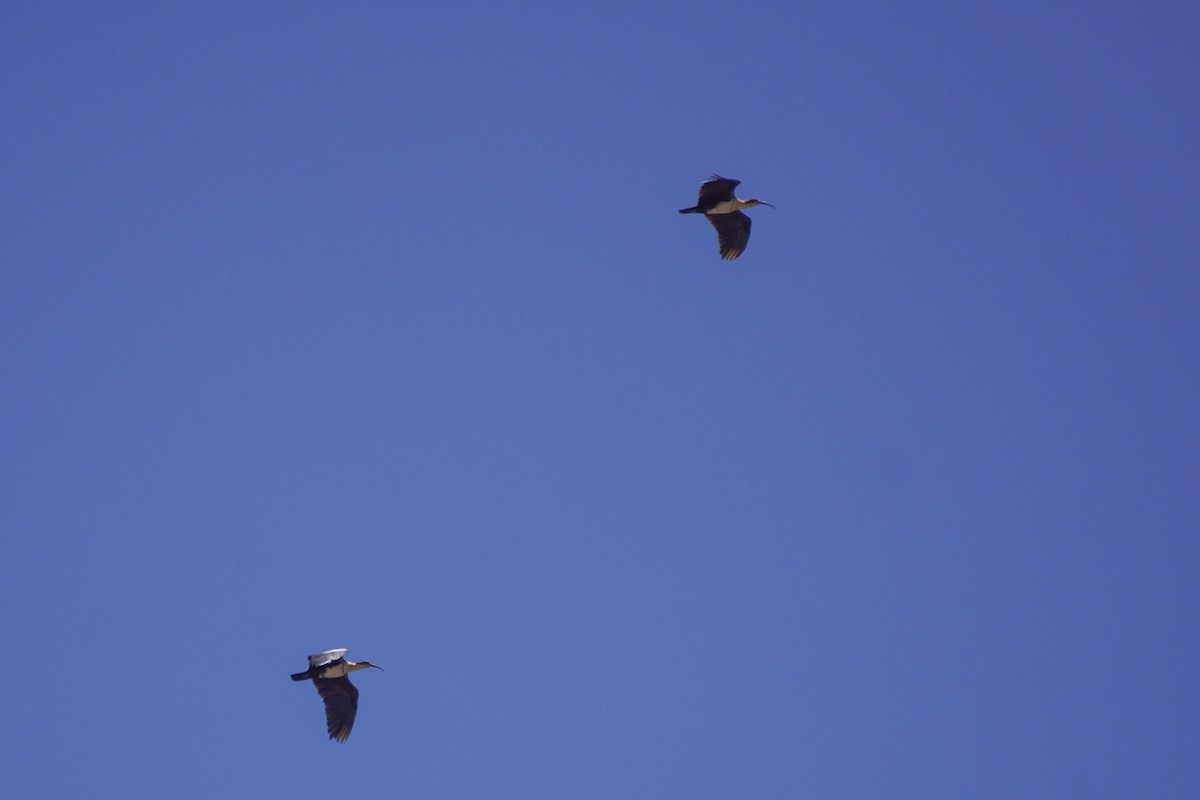 Ibis des Andes - ML642685477