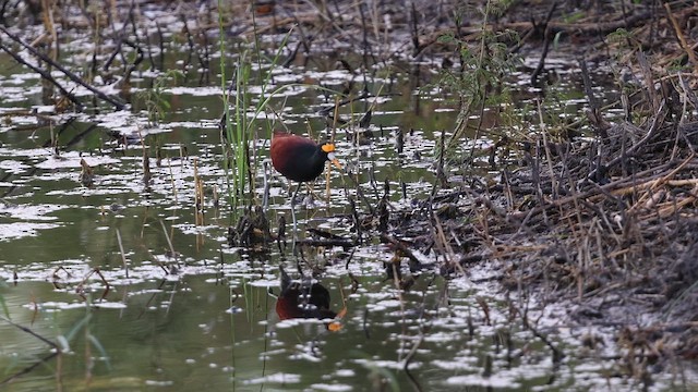 Northern Jacana - ML642685481
