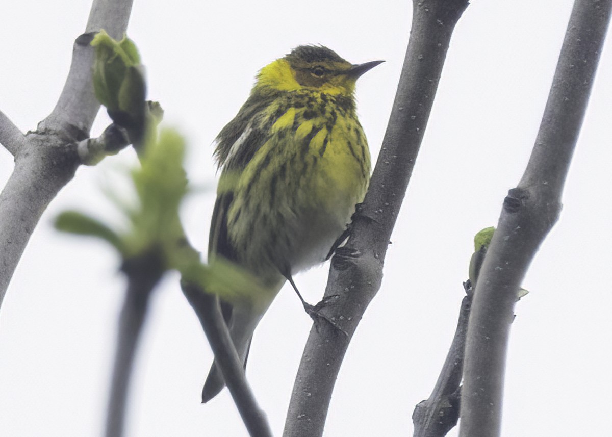Cape May Warbler - ML642685488