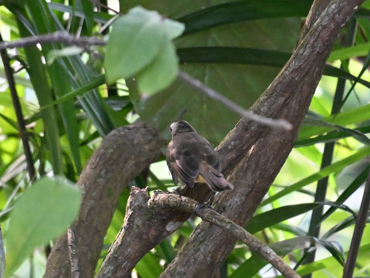 Yellow-vented Bulbul - ML642685498