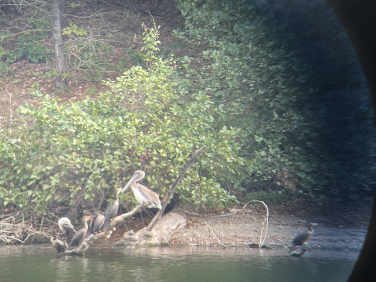 Brown Pelican - ML642685501