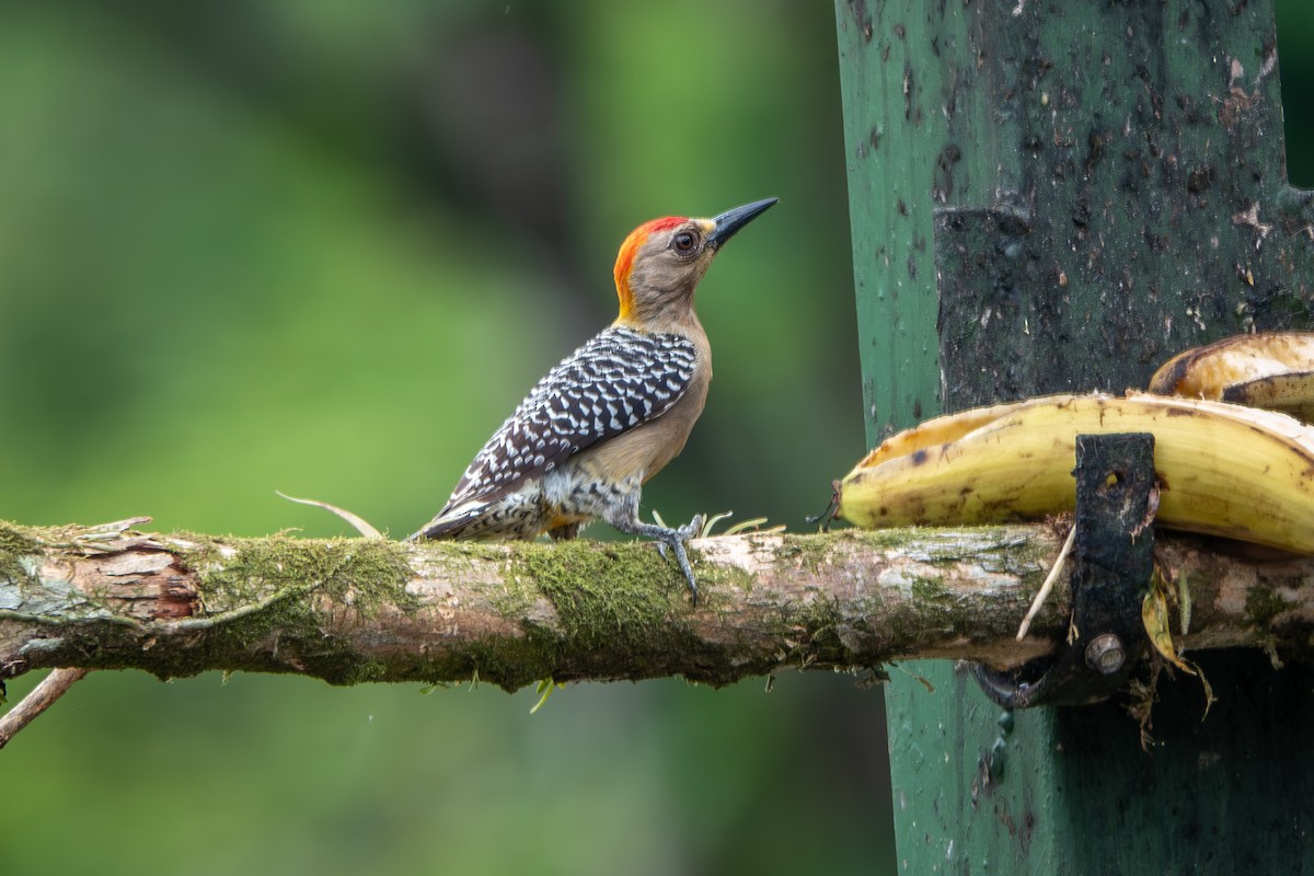 Red-crowned Woodpecker - ML642685533
