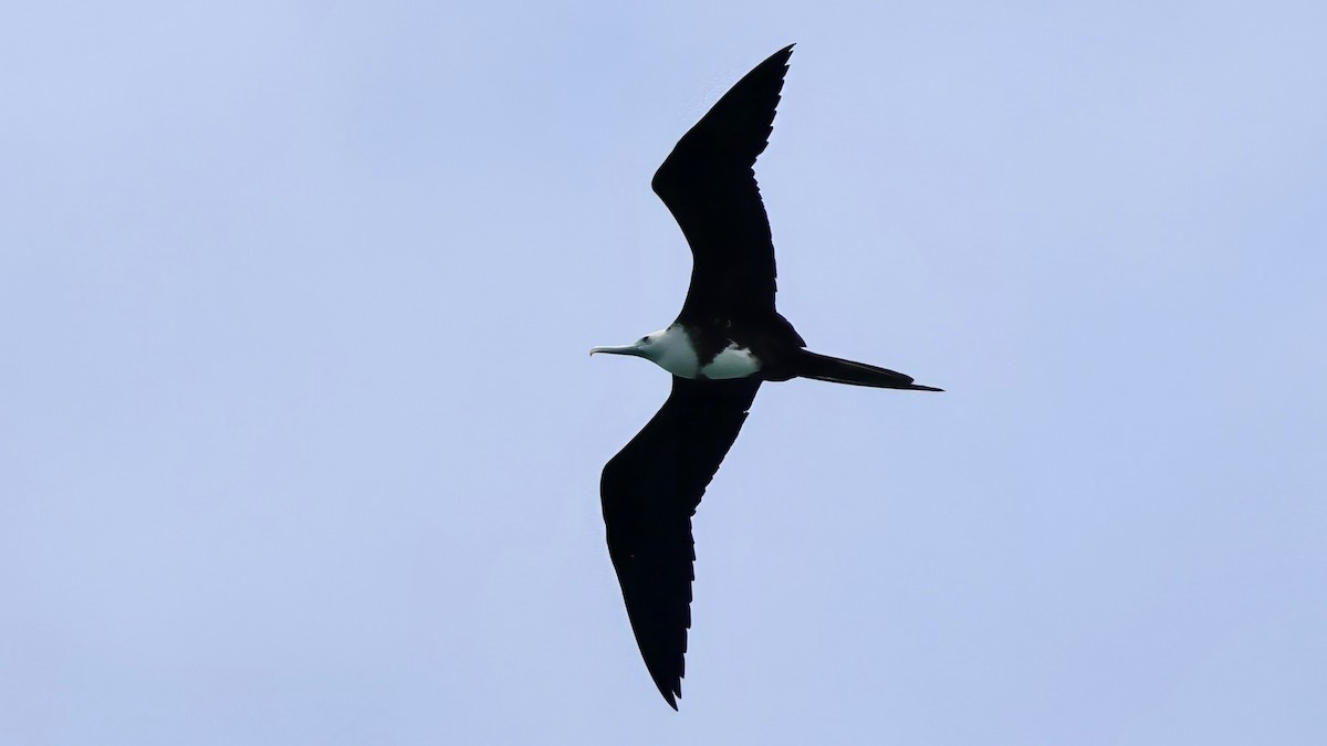 Magnificent Frigatebird - ML642685541