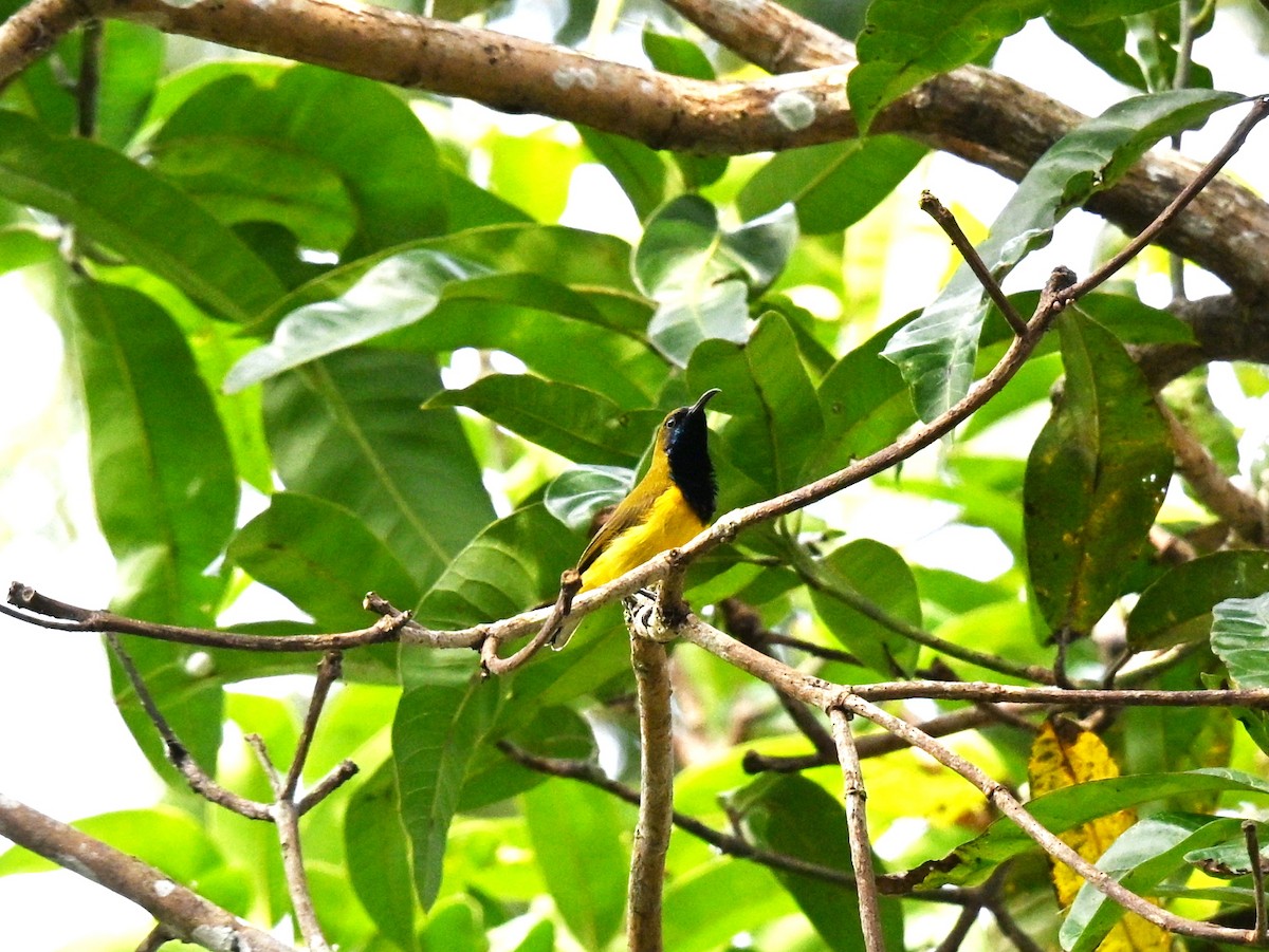 Ornate Sunbird - ML642685542