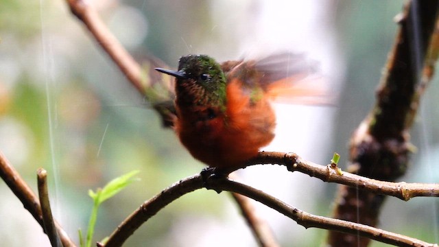 Chestnut-breasted Coronet - ML642685560