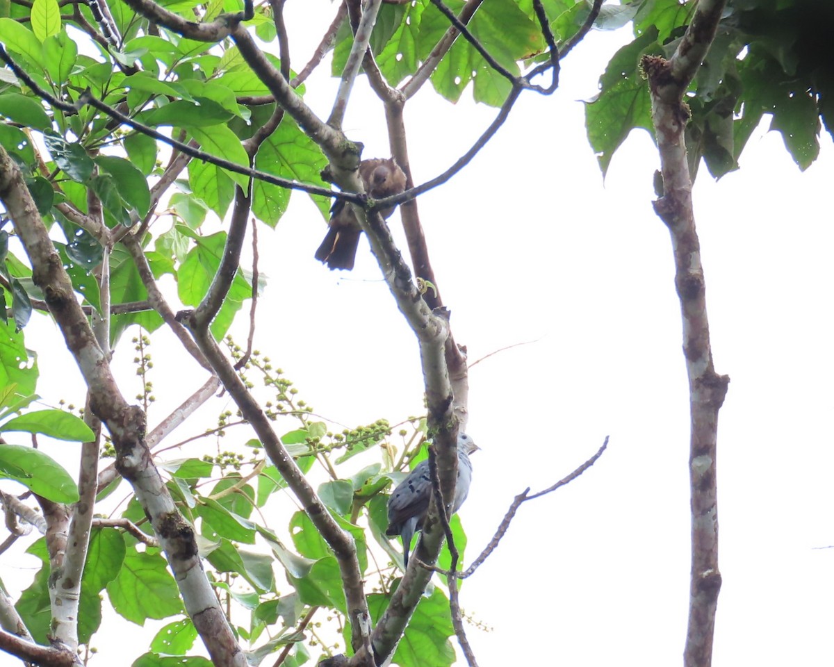 Blue Ground Dove - ML642685561
