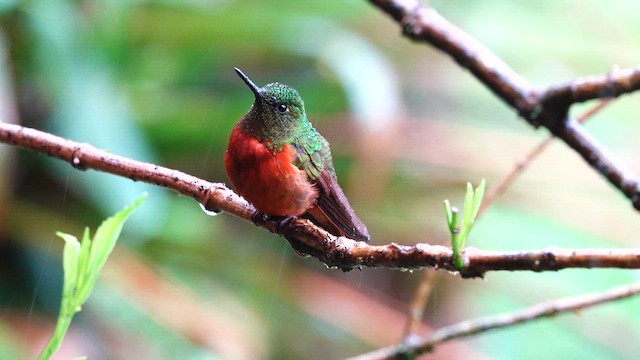 Chestnut-breasted Coronet - ML642685569