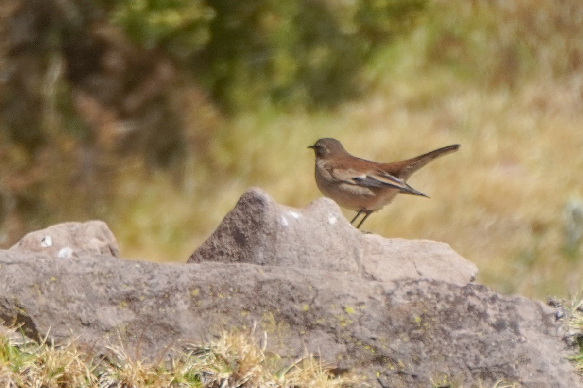 Cream-winged Cinclodes - ML642685577
