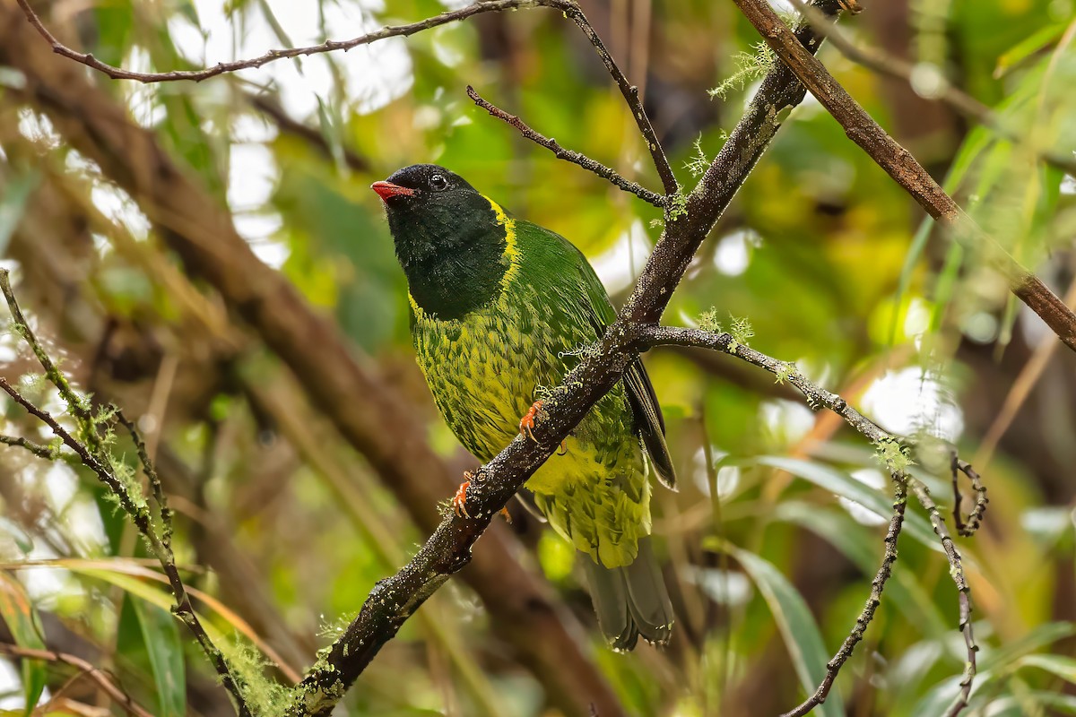 Green-and-black Fruiteater - ML642685580