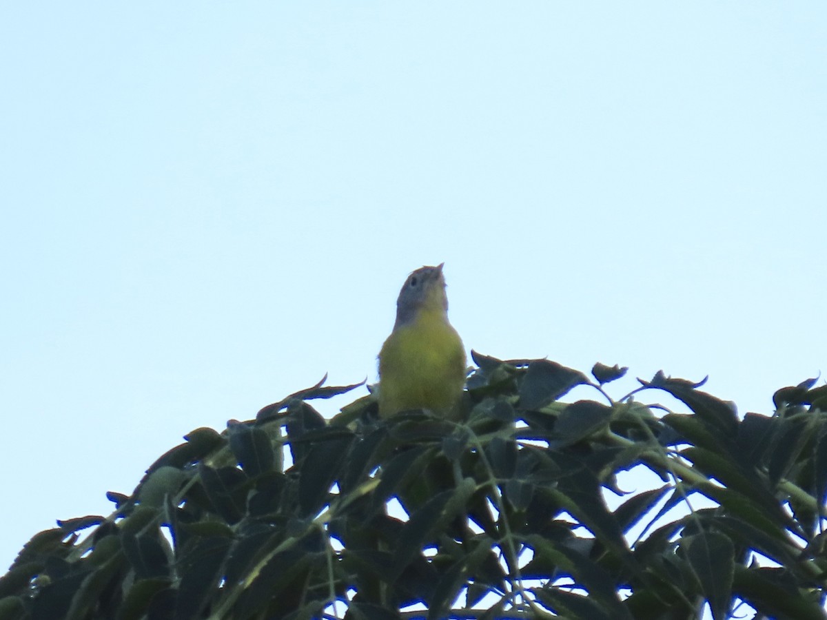 Nashville Warbler - ML642685583