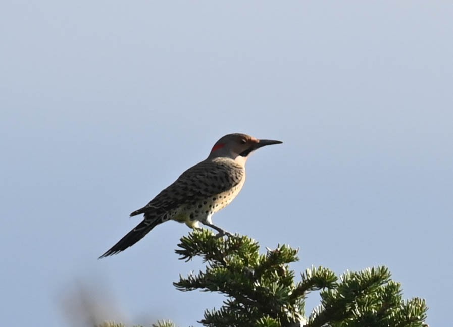 Northern Flicker - ML642685589