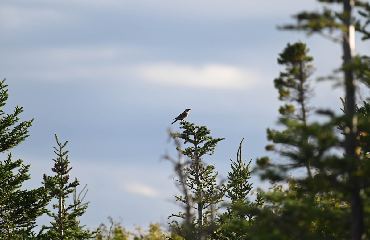 Northern Flicker - ML642685592