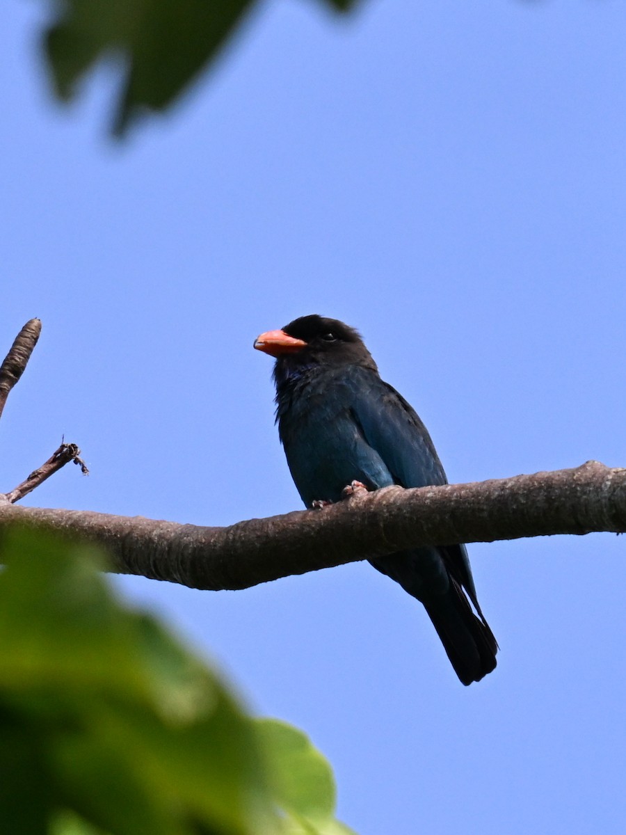 Dollarbird - ML642685596