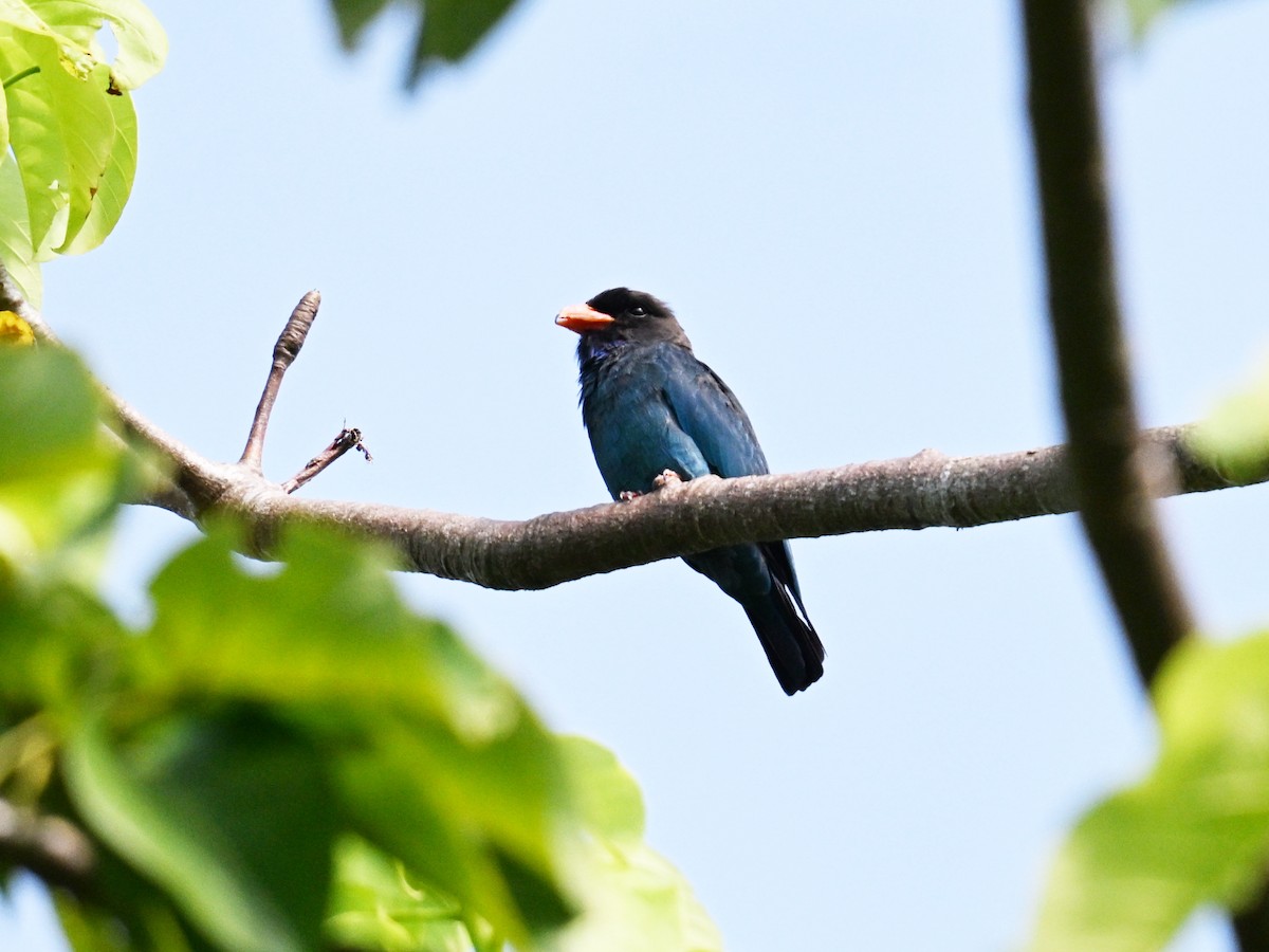 Dollarbird - ML642685597
