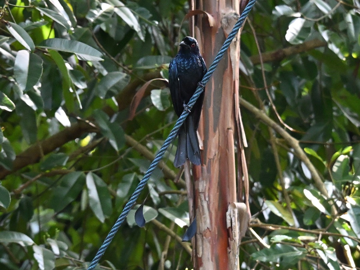 Greater Racket-tailed Drongo - ML642685606