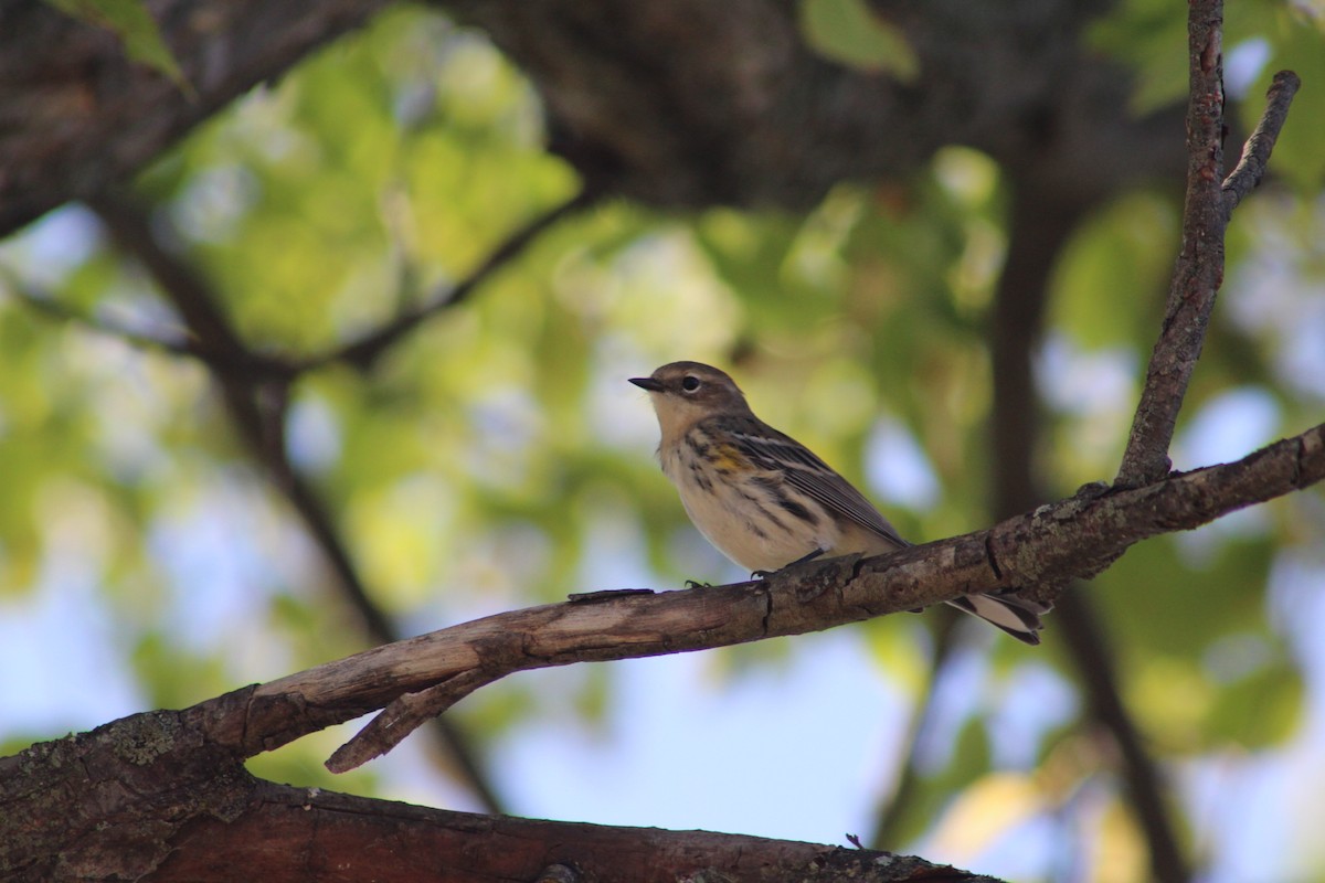 Yellow-rumped Warbler - ML642685641