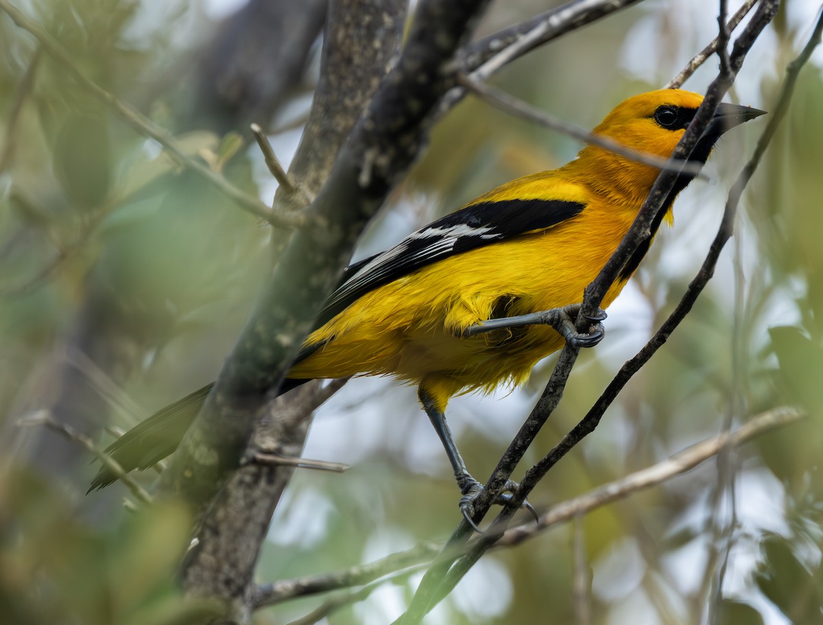 Yellow Oriole - ML642685645