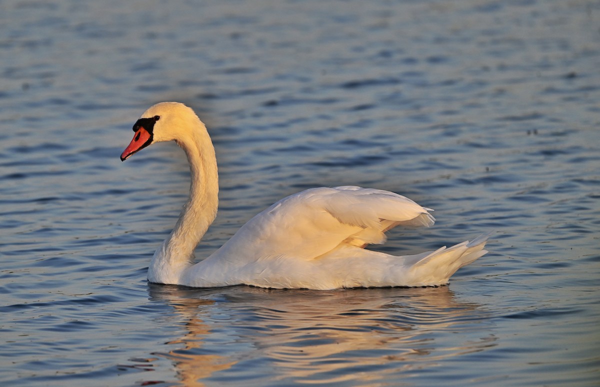 Höckerschwan - ML642685651
