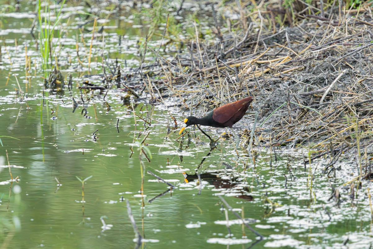 Northern Jacana - ML642685656