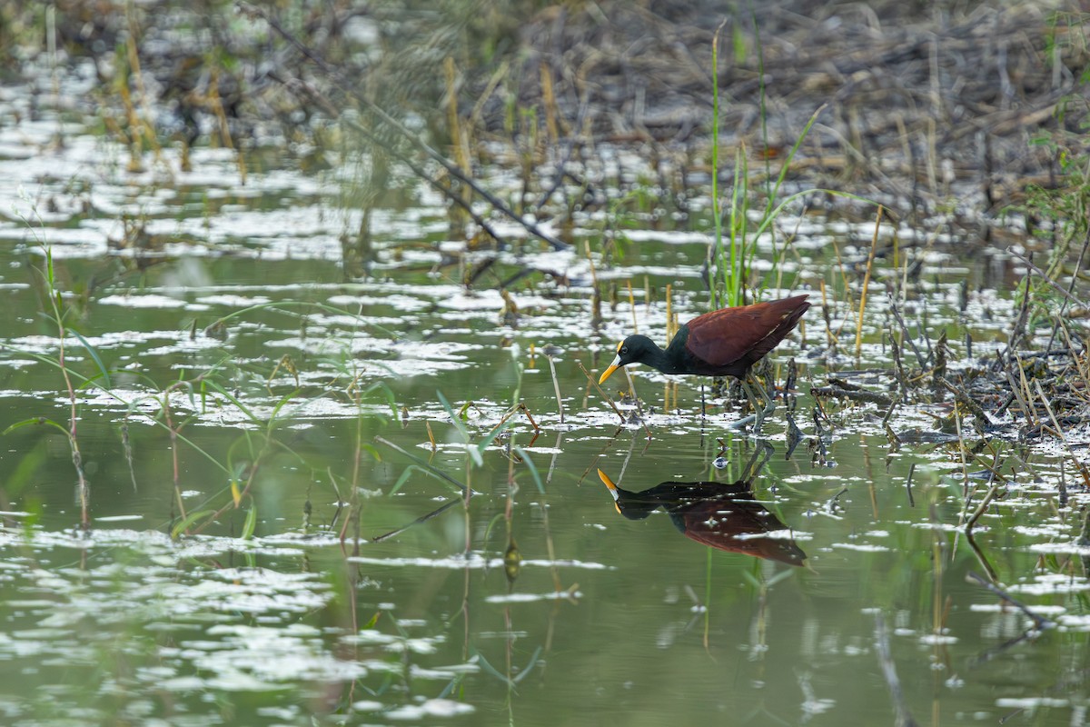 Northern Jacana - ML642685657
