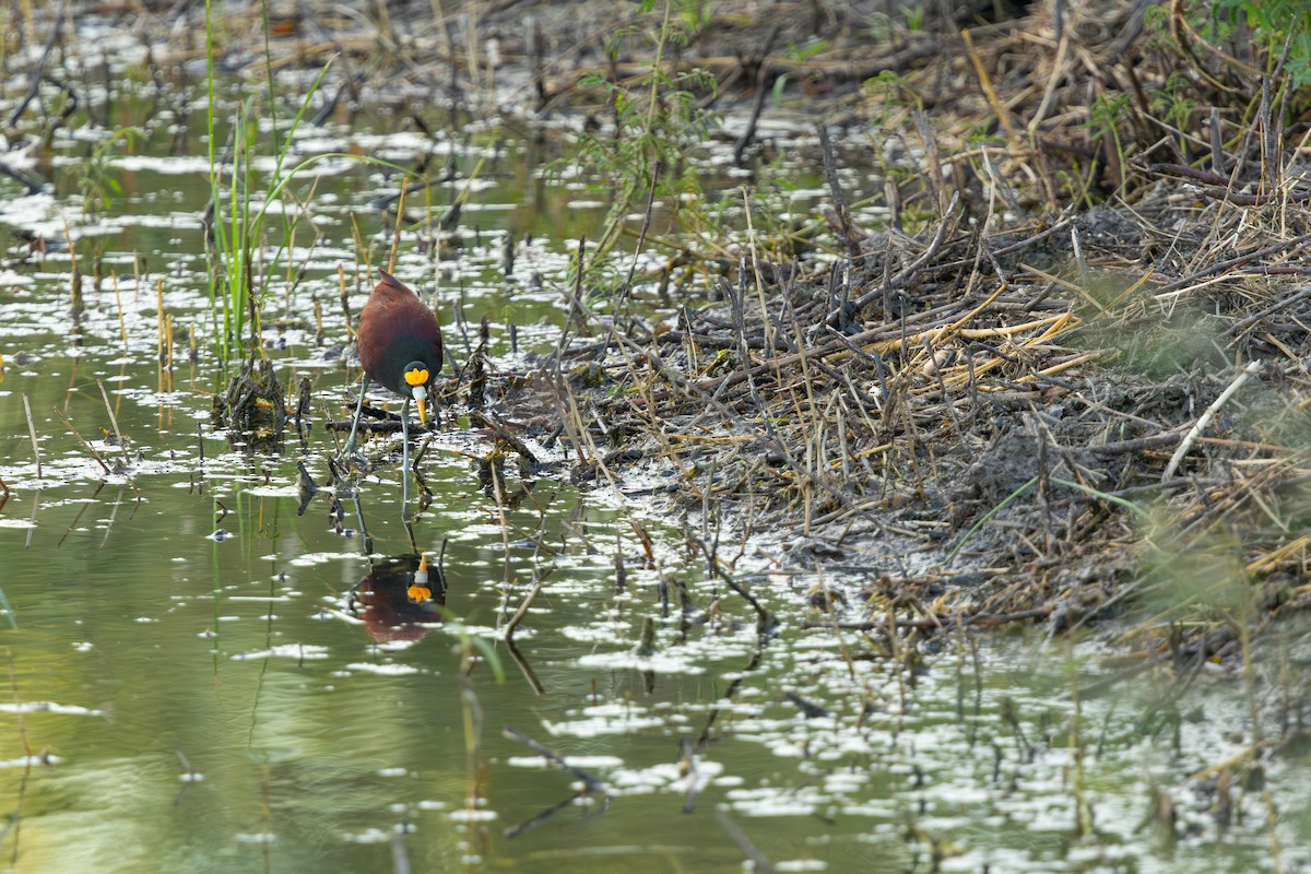 Northern Jacana - ML642685658